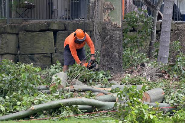 How Our Tree Care Process Works  in  Garrison, MD